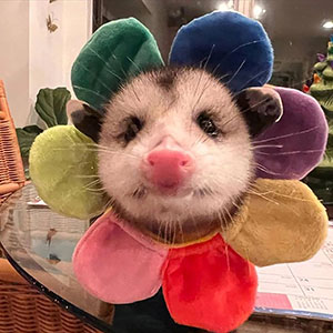 Possum in flower hat.