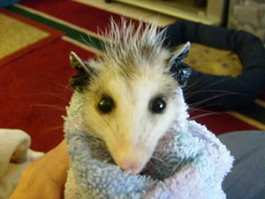 Possum fresh from the bath