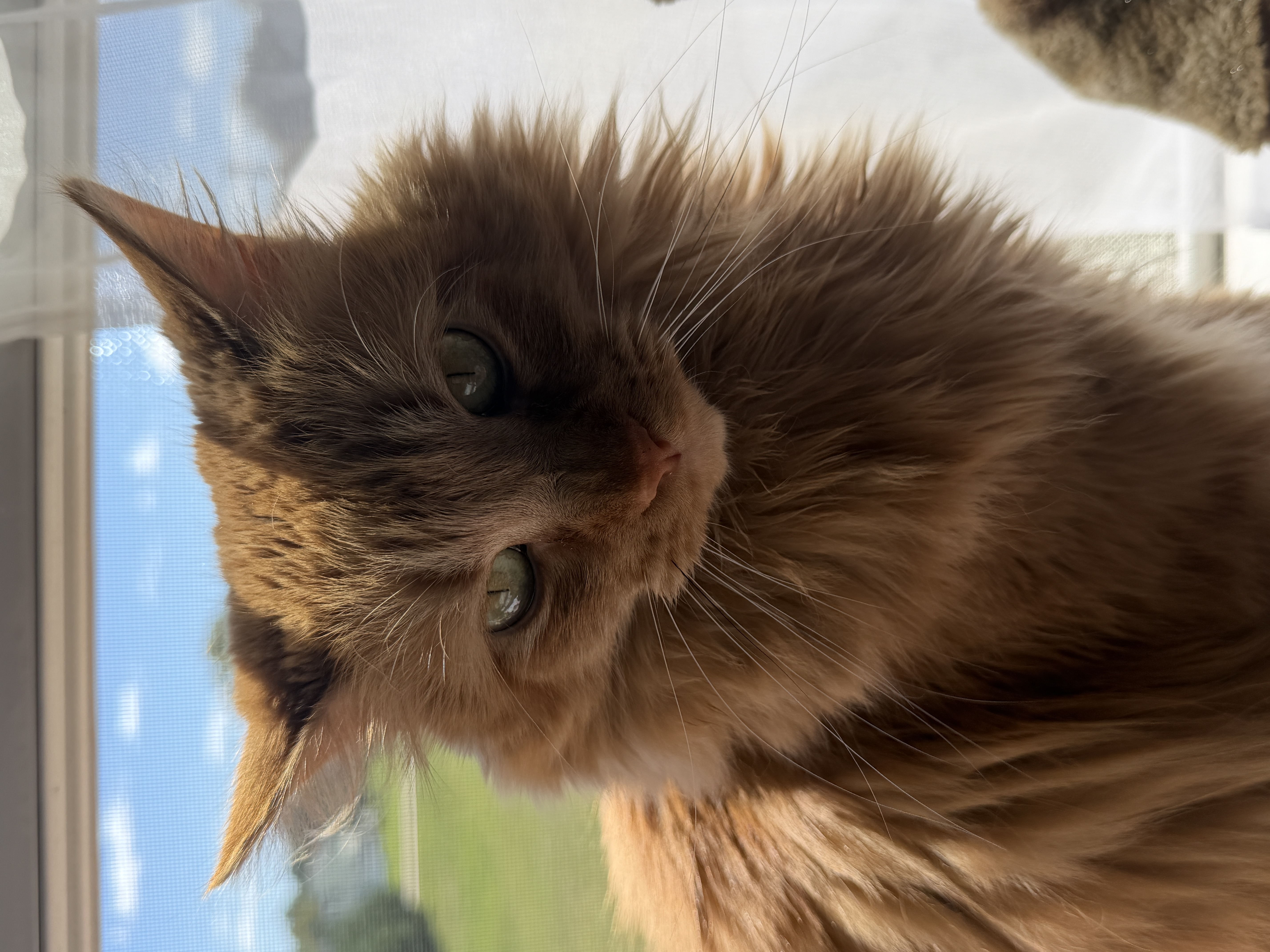 cat