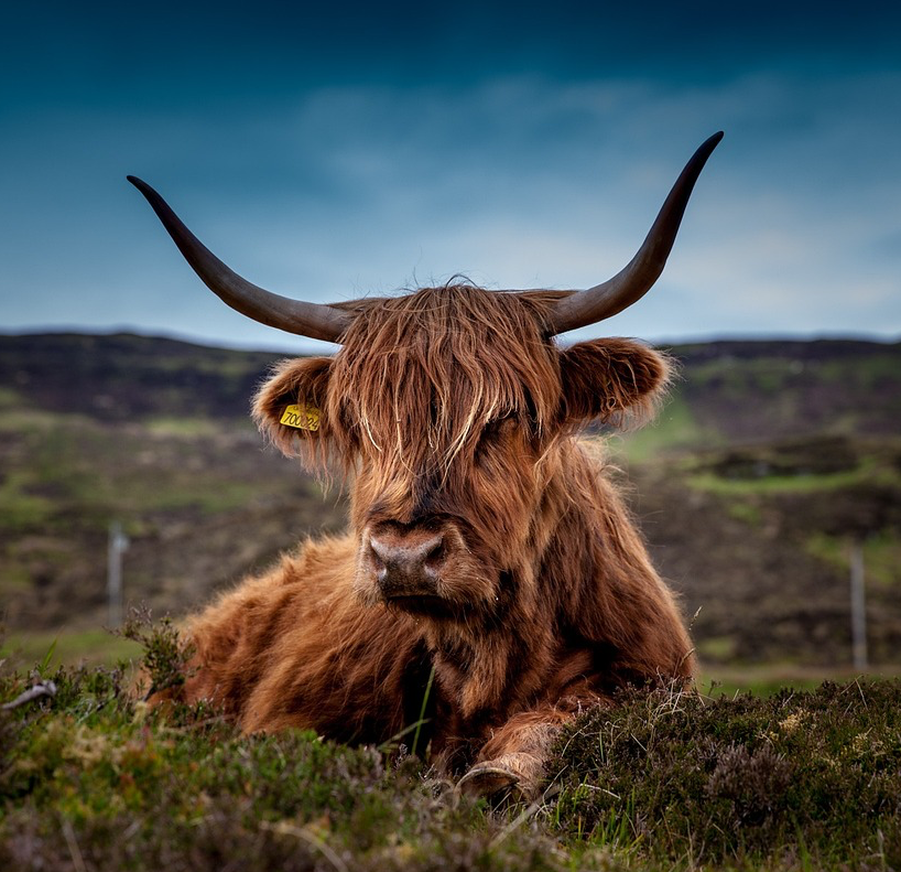 cow