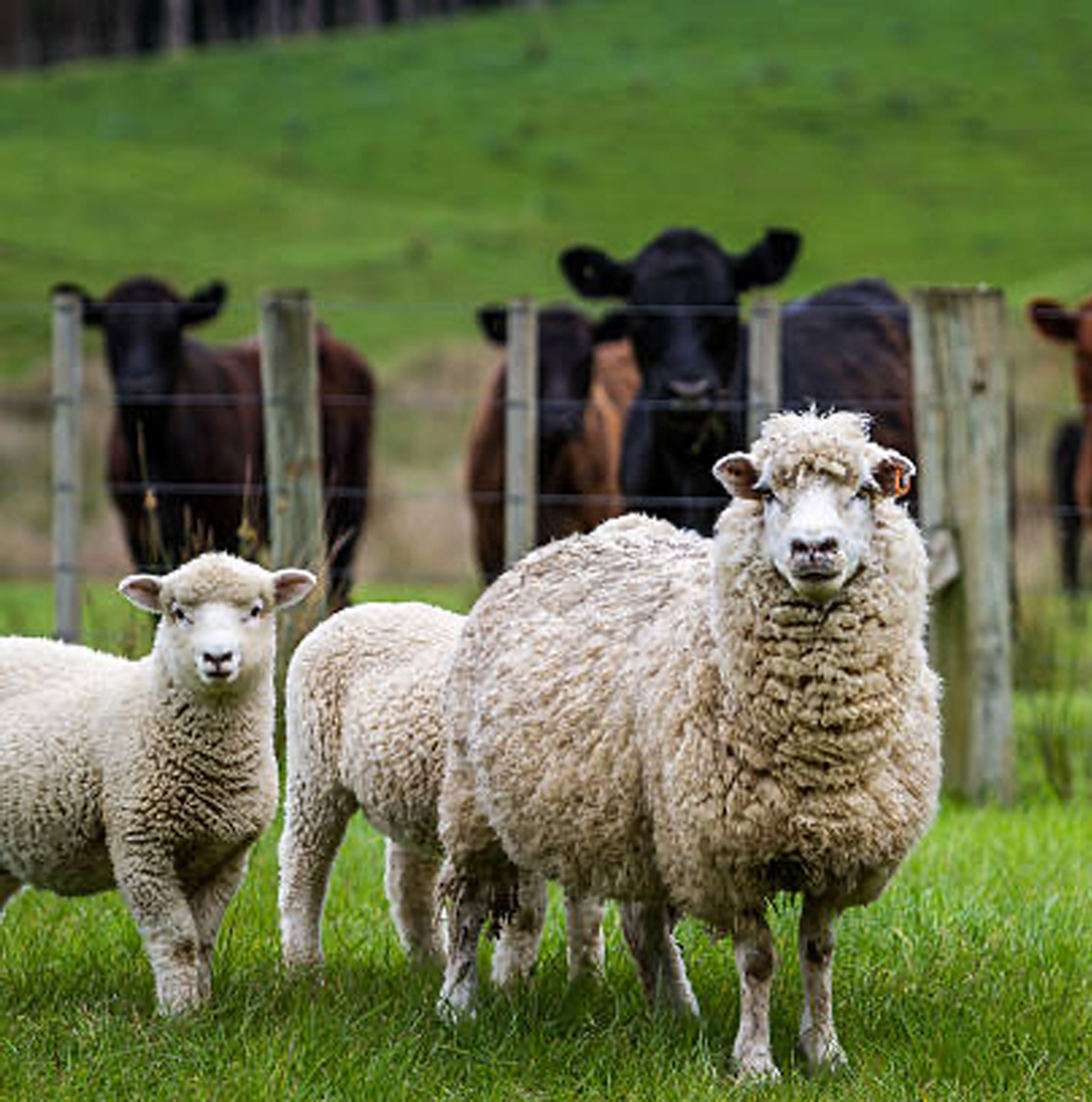 sheep